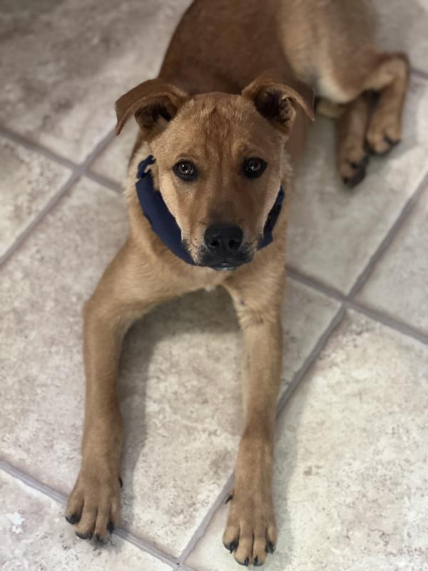 Hill's Science Diet Adult Small Bites Chicken & Barley Recipe Dry Dog Food