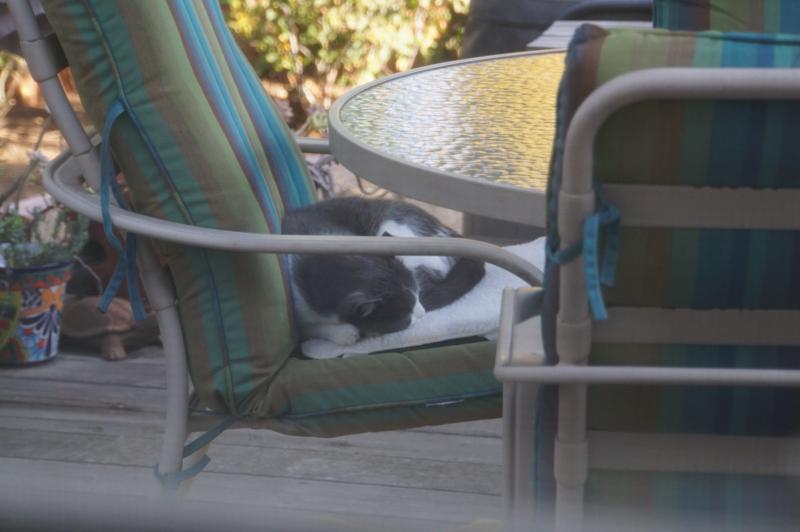 K&H PET PRODUCTS Extreme Weather Kitty Pad & Fleece Cover