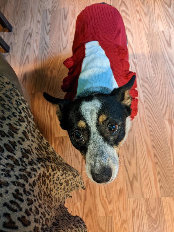 I told Tarni-Finn she would wear for her picture with Santa Paws. I think her look is saying Bah, Humbug.