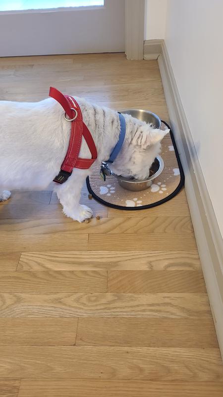 Senior dog sniffed it.