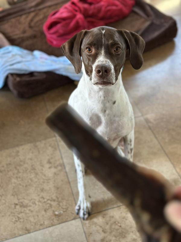 Pup can’t wait for treat!