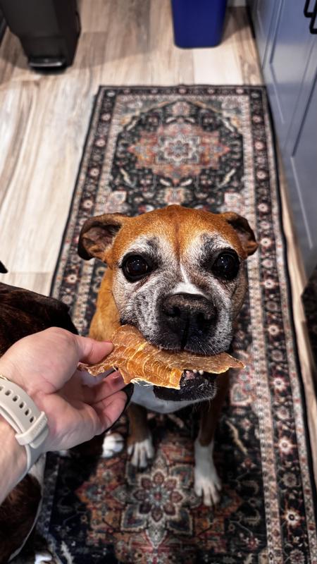 Boxer eating a yummy treat!
