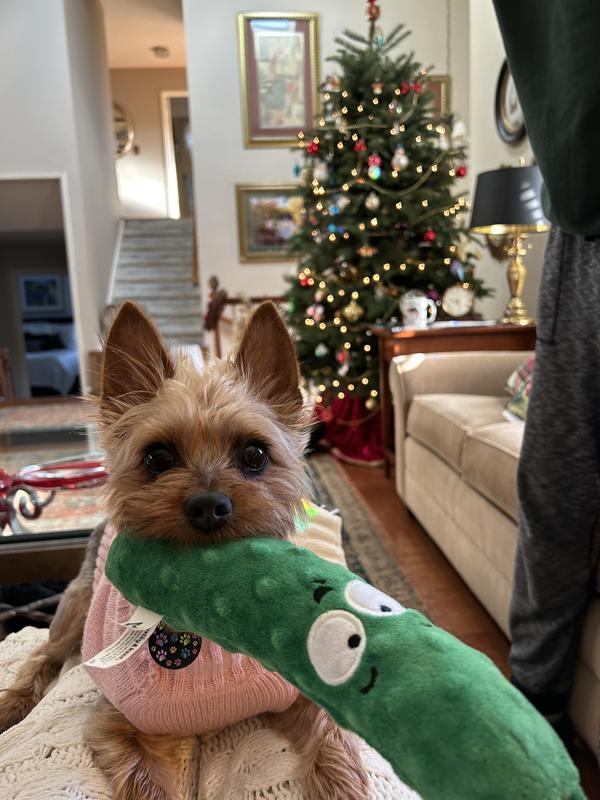 Millie loves this pickle