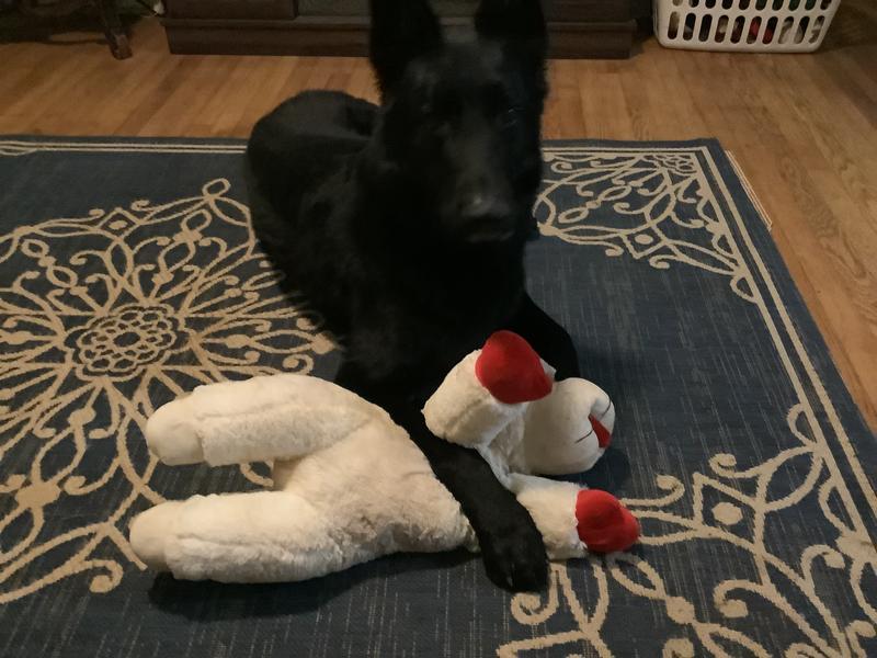 Ultra chewy double treat bone review sales