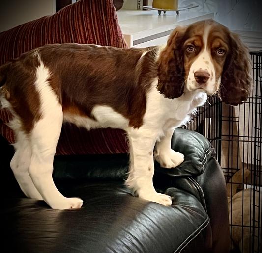 Lunas fur is amazing