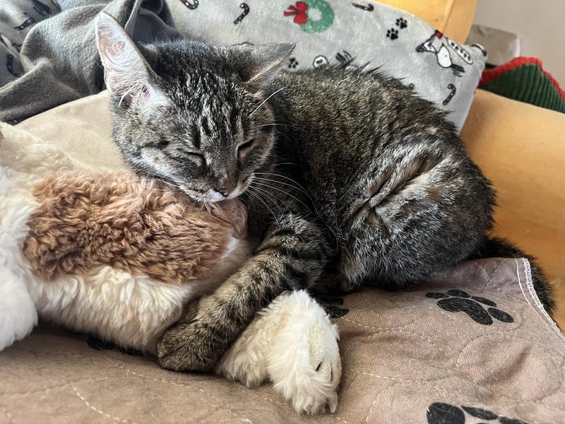 Cheesecake the cat after her force feeding meal of BFF