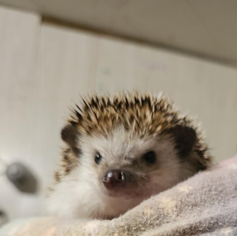 Hedgehog Rescue What Cat Food Do Hedgehogs Eat Discontinued WILD