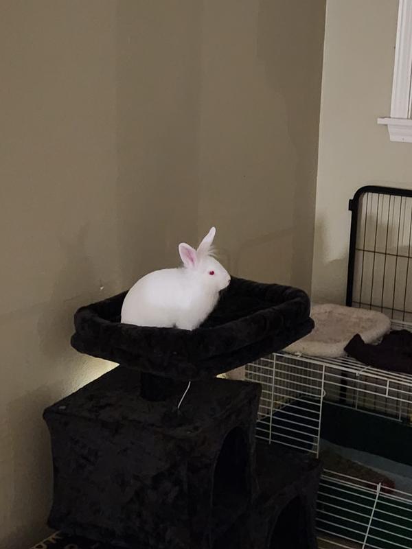 Rabbit loves it too.