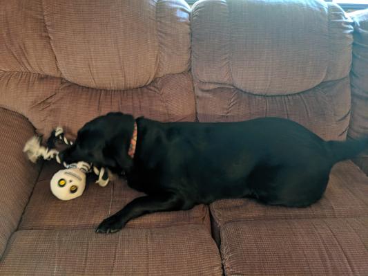 Willow loves her Spooky Friend!