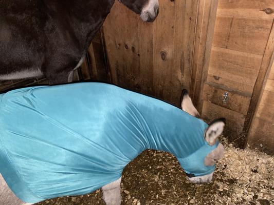 Sebastian (excuse the dirty stall)