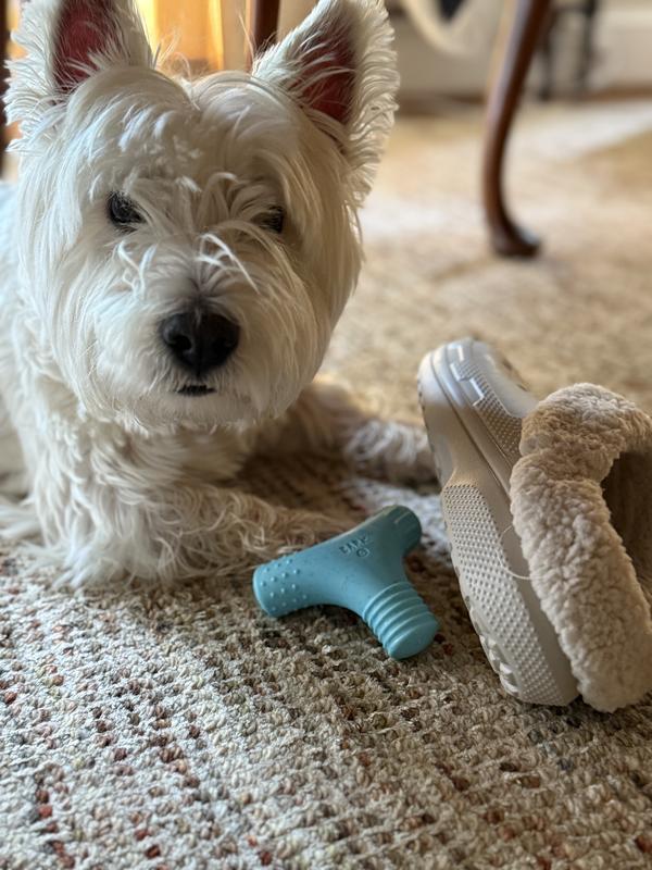 A 20lb dog and women’s size 7 croc for scale
