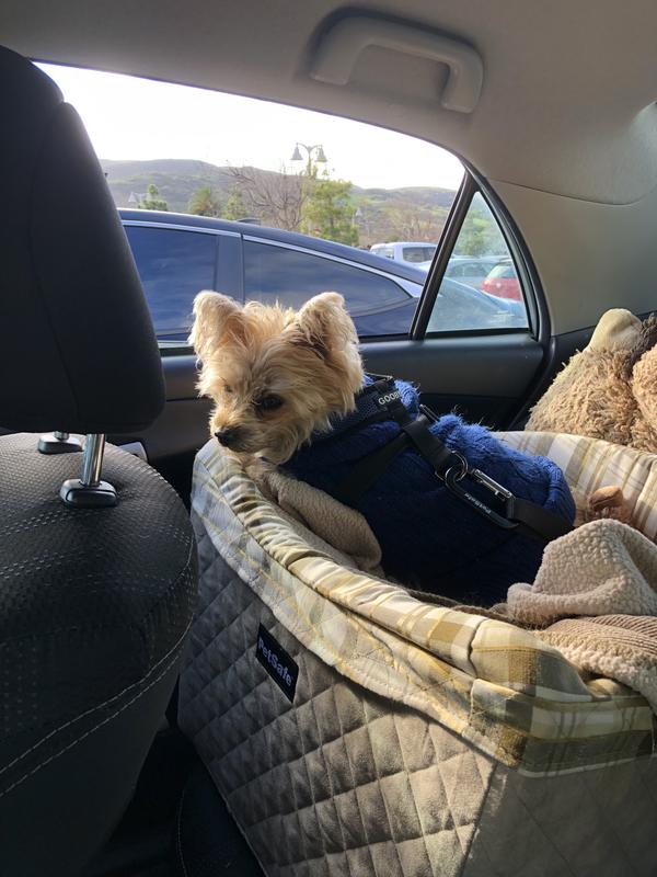 PETSAFE Happy Ride Quilted Dog Safety Seat - Chewy.com