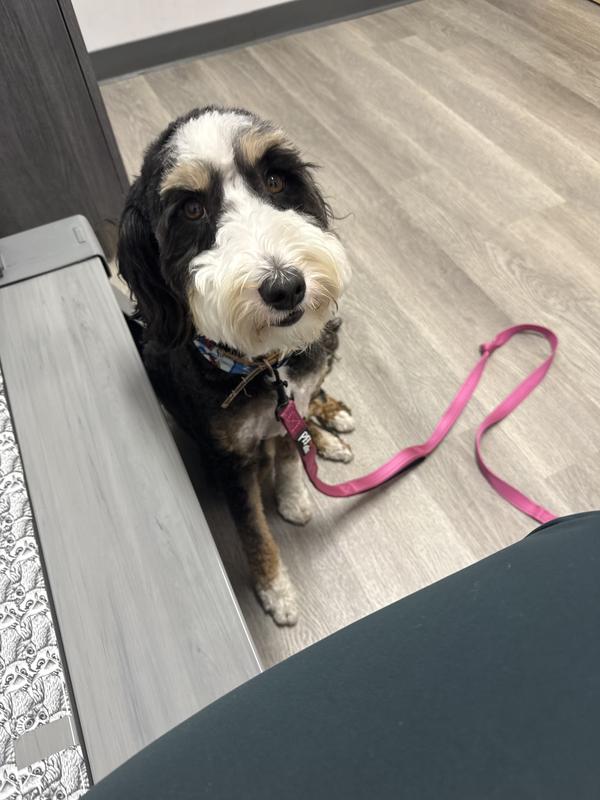 Poor pup went to her vet twice within a week.