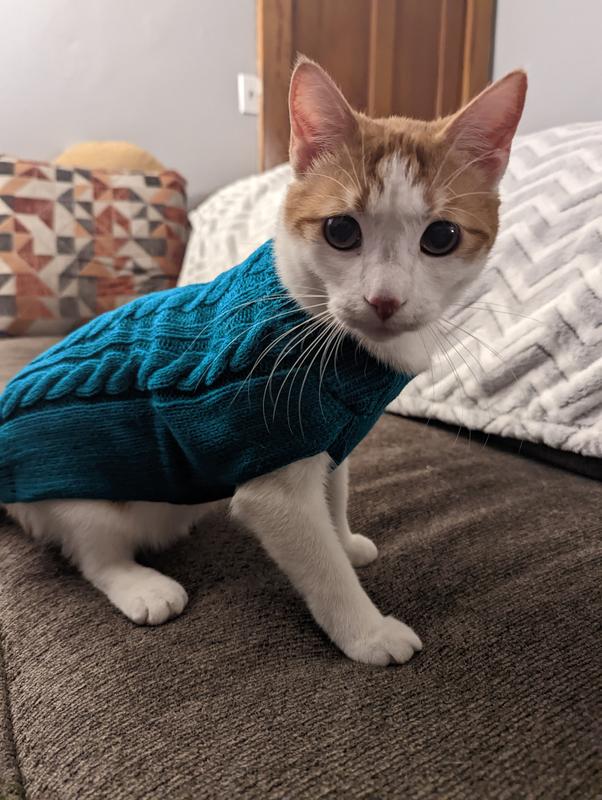 Sweater to hold online cat