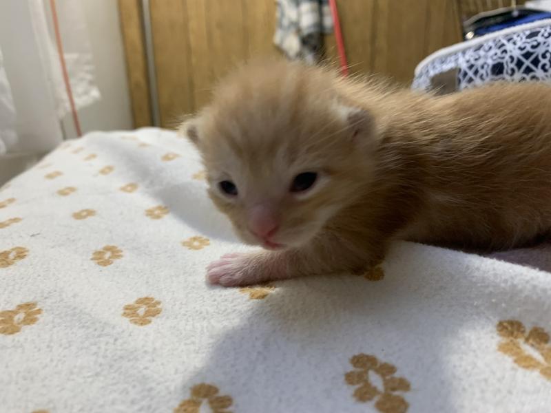 Mama got treated quickly and her 2 weeks old kittens are very healthy and flea free!!