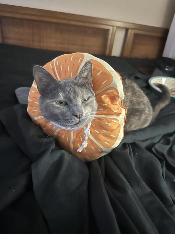 Ummm mommy!  Jokes over!  GET ME THE HECK OUTTA THIS THING!  You just wait!  I stink & now I’ve got this clown costume on me?  Sleep with one eye open mommy!  That’s all I’m sayin’!