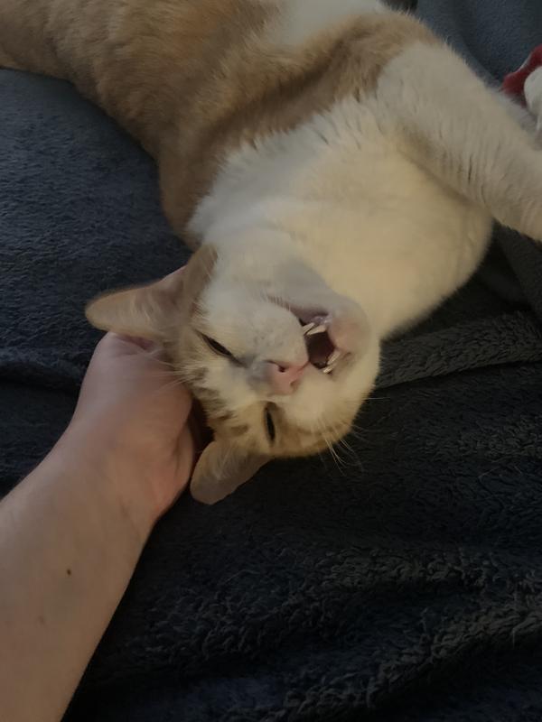 He’s a big kitty with big teeth.