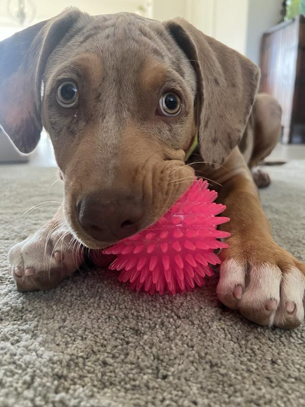 A little nom nom here and there for his itchy gums