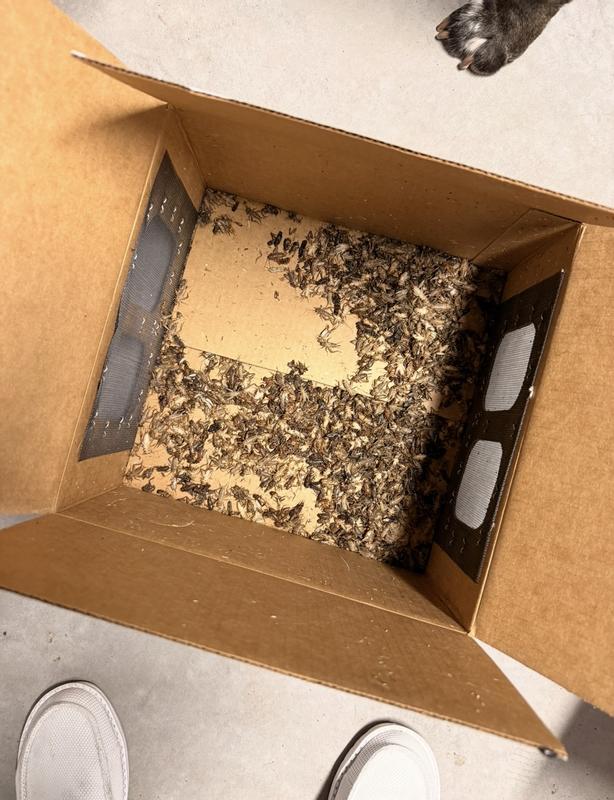 Both boxes were the same. Almost all the crickets were dead.