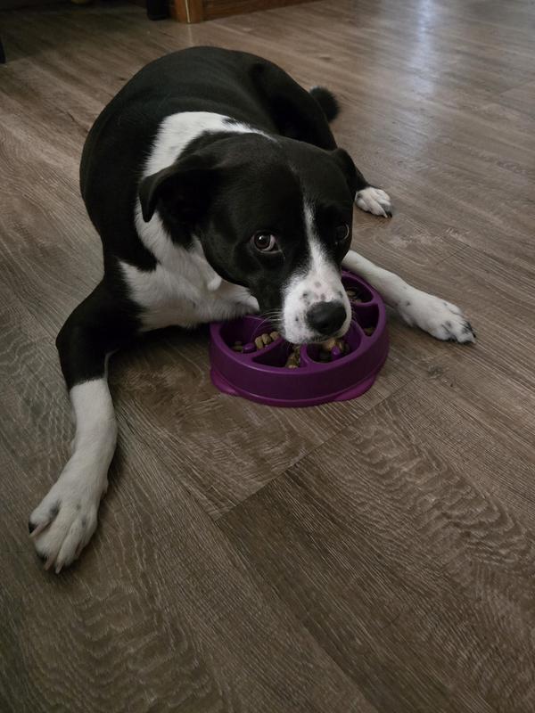 Dragon munching his hoard!