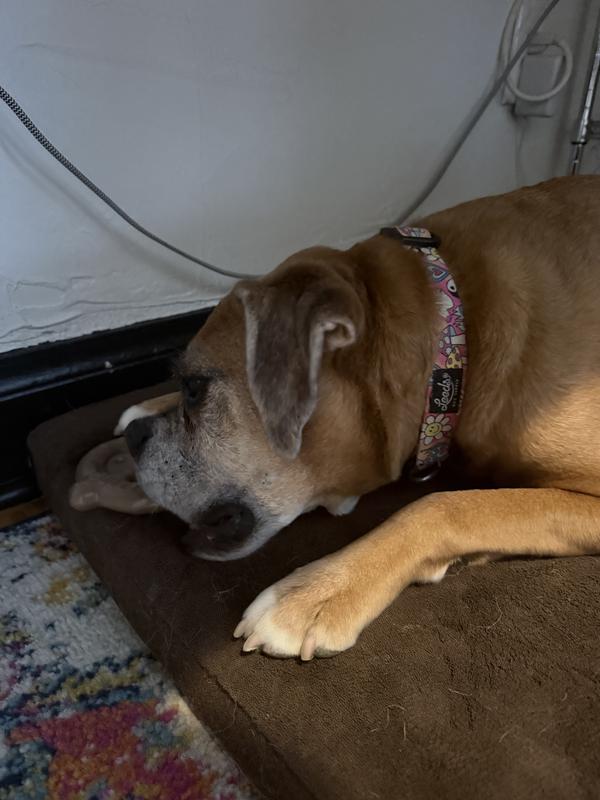 Myla tried on it, but gave up quickly.