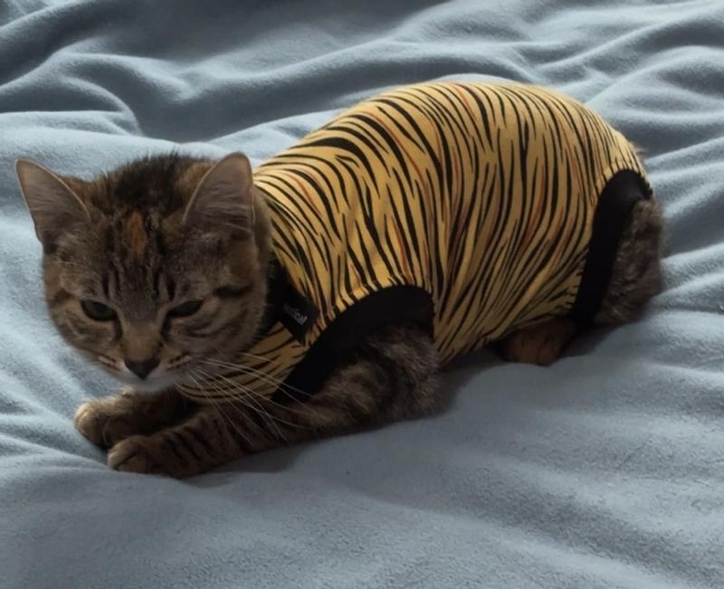 The suit is a little loose on her but not so loose that I expect her to get out of it. She’s 5.5lbs and 12.5” from neck to base of tail. The suit is a size 3xs.