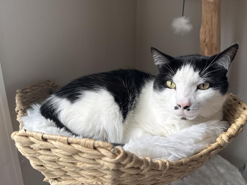 Cat food quaility inspector.