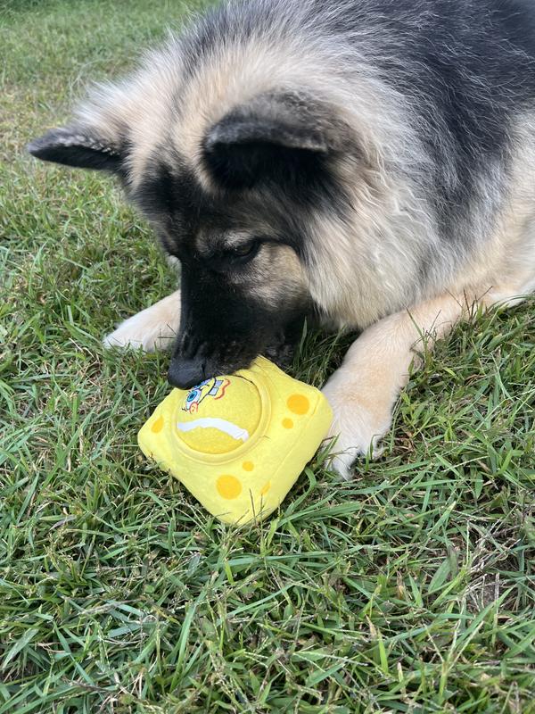 Trying to get the tennis ball out so I can throw it