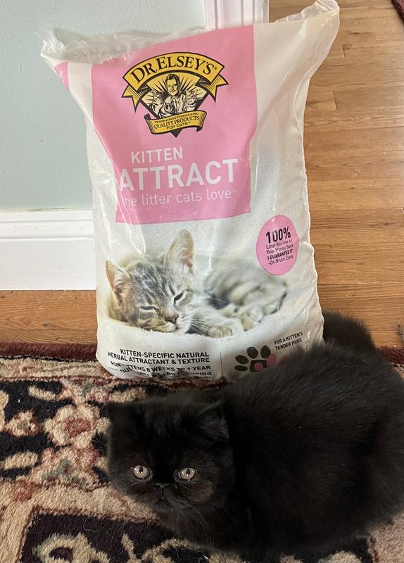 Cat attract litter reviews hotsell