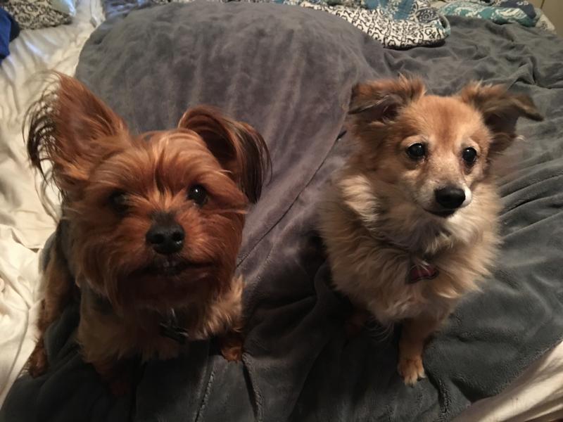 Gotti on left, Daisy on right!