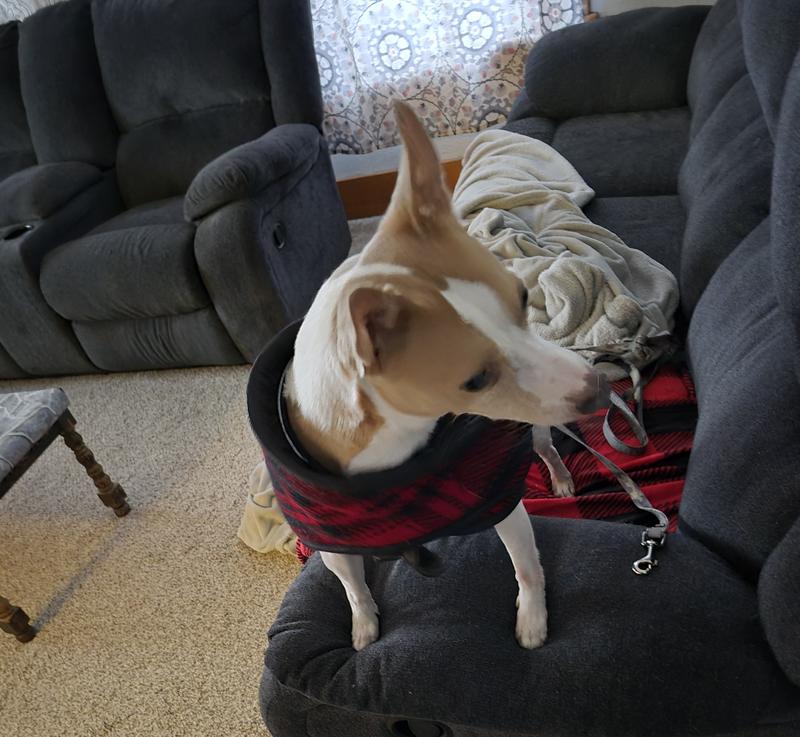 Louie says let's go out ma !