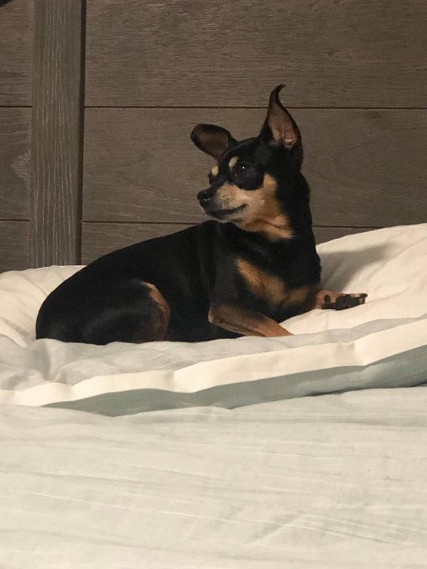 Princess a 13 yrs. old Min Pin Chihuahua