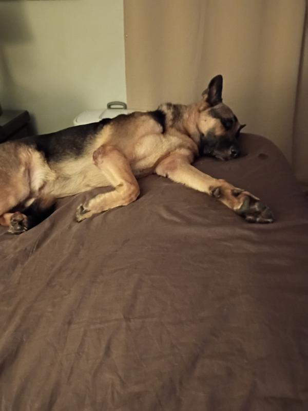 Him sleeping very calmly after I flushed his ears and then and then put the antibiotic drops in