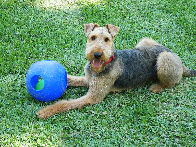 Roscoe resting between romps with his Blue Jolly Ball@
