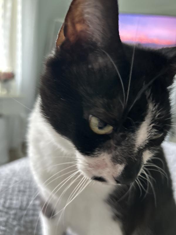 She's still got some darker pink skin around her mouth but it's not scabby like it was a month ago before I changed her food.