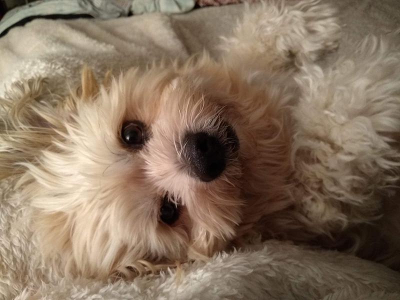 Gibby loves Coseqin soft chews for his joint pain.