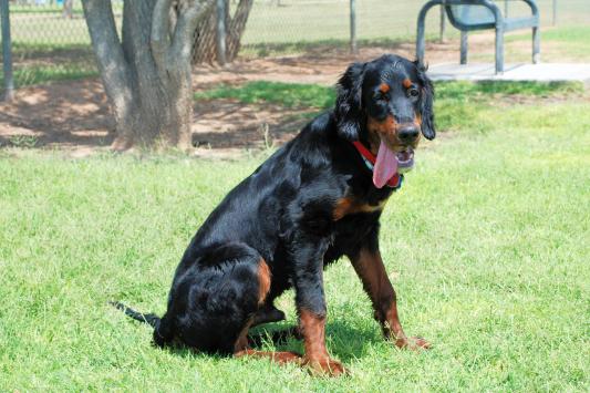 Griffin, 6 Months