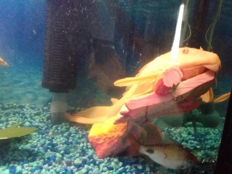 Glyptoperichthys Gibbiceps (albino), Dawkinsia Filamentosa (Filament Barb)