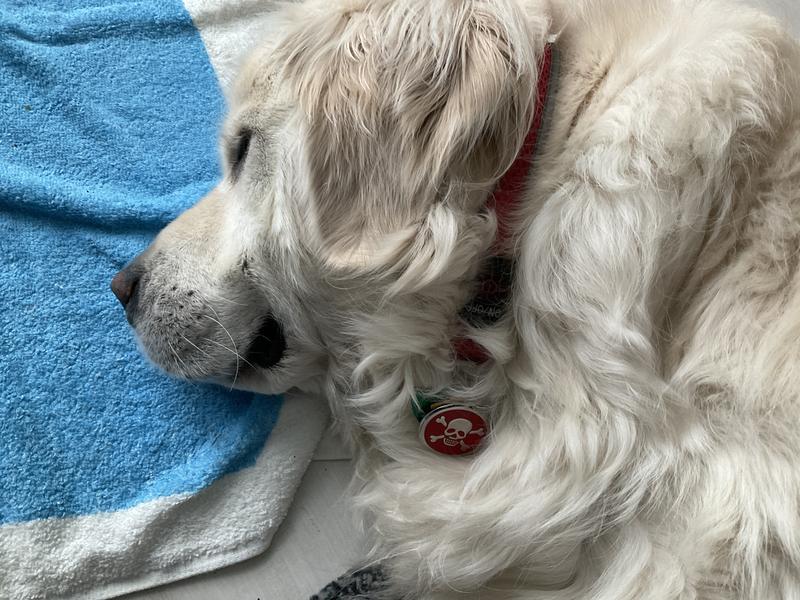 Easy to read. Looks great with his red collar