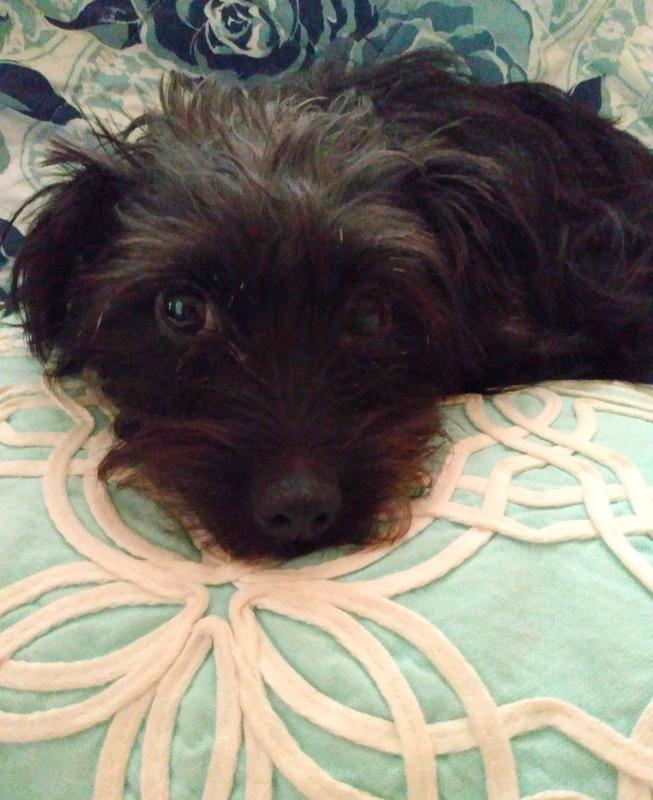 Taking A Rest After A Workout Playing Ball with me.