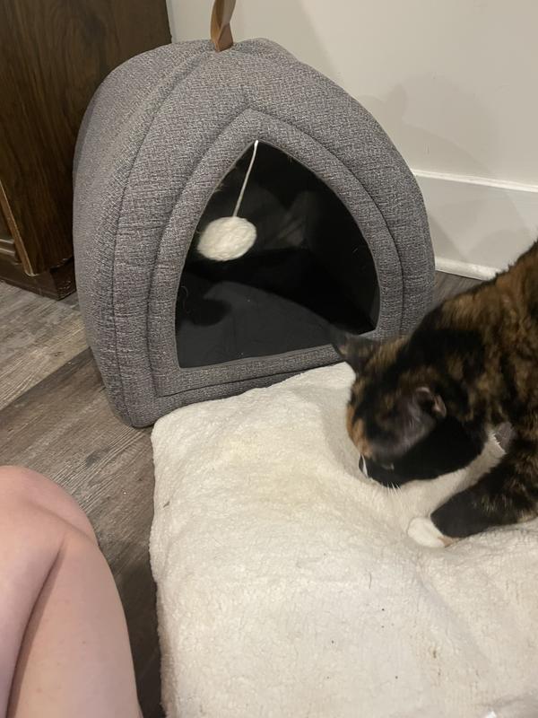 Cat in front