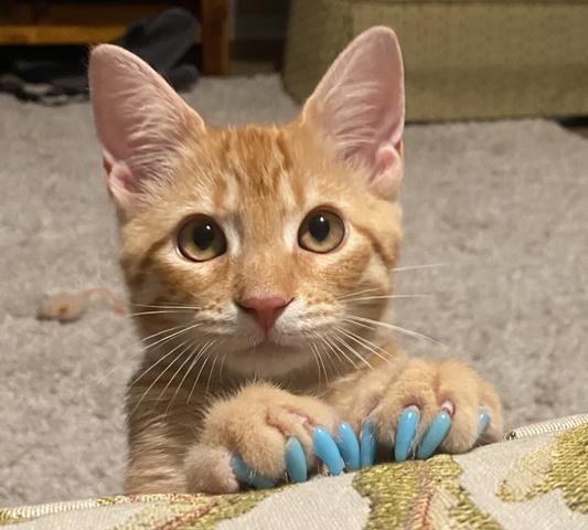 Gel nail outlet caps for cats