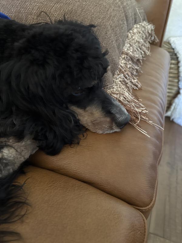 Simon my crazy doodle