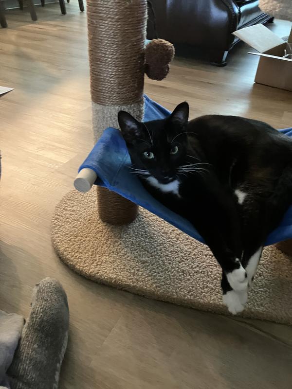 Gus requesting some catnip to make this experience complete