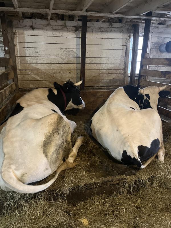 The steers beginning of feeding