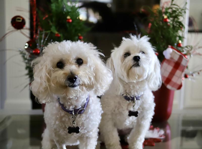 Lexi and her sister, Lola’s, Christmas pic!