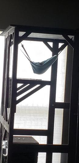 Joey hanging out in his hammock.