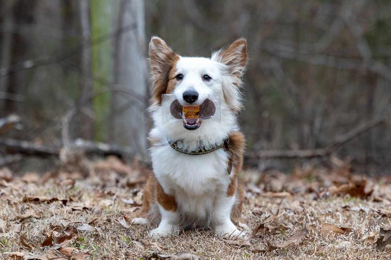 Chili the cardigan waiting for help opening her snack!