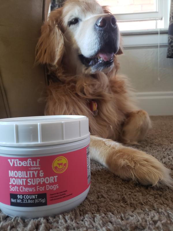 happy senior dog