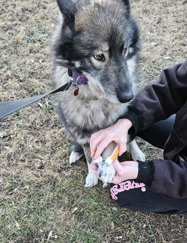 I didnt cut his nail this far down. I just wanted to show how big his nails are next to the clipper. This is Phoenix